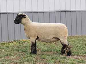 Double F Donor 2451