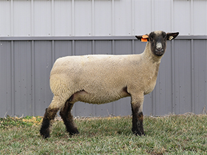 Double F Donor 9159